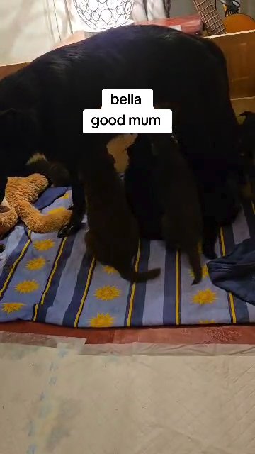 puppies in London