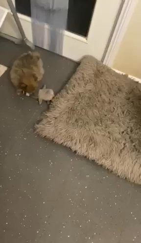 Toy Teddy Bear Pomeranians Last Girl left READY To go in Romford