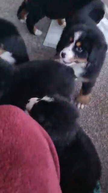 pedal Bernese Mountain Dog puppies in Bromley