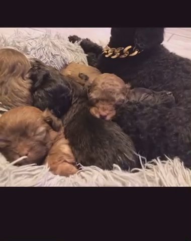 Toy Shihpoo Puppies in Blackpool