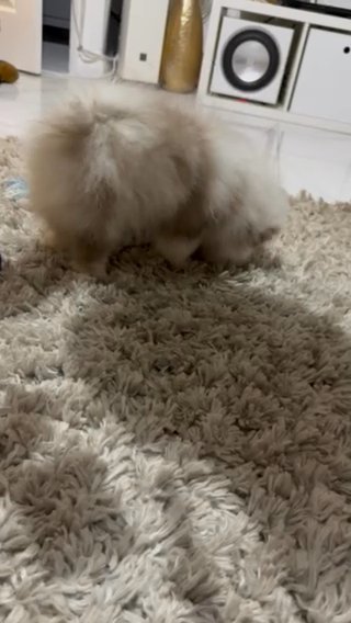 Pomeranian in Newport