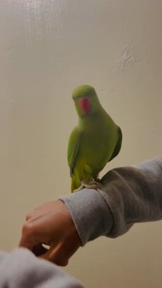Tame/Untame Gorgeous Ringneck For Sale