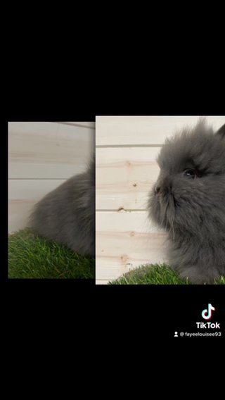 SHOW QUALITY BABY LIONHEADS