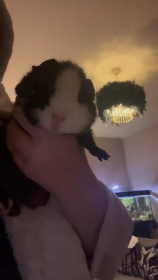 2 Baby guinea pigs For Sale in Manchester