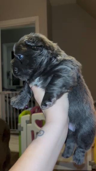 Fluffy French Bulldogs in Plymouth