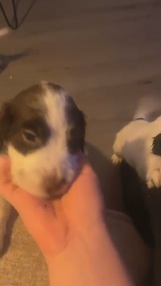 Springer Spaniel Pups in Nottingham