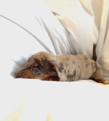 Miniature dachshund in Basildon