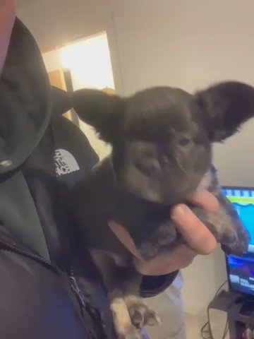Fluffy French Bulldog Pups in Glasgow