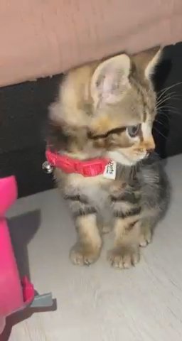 small kitten