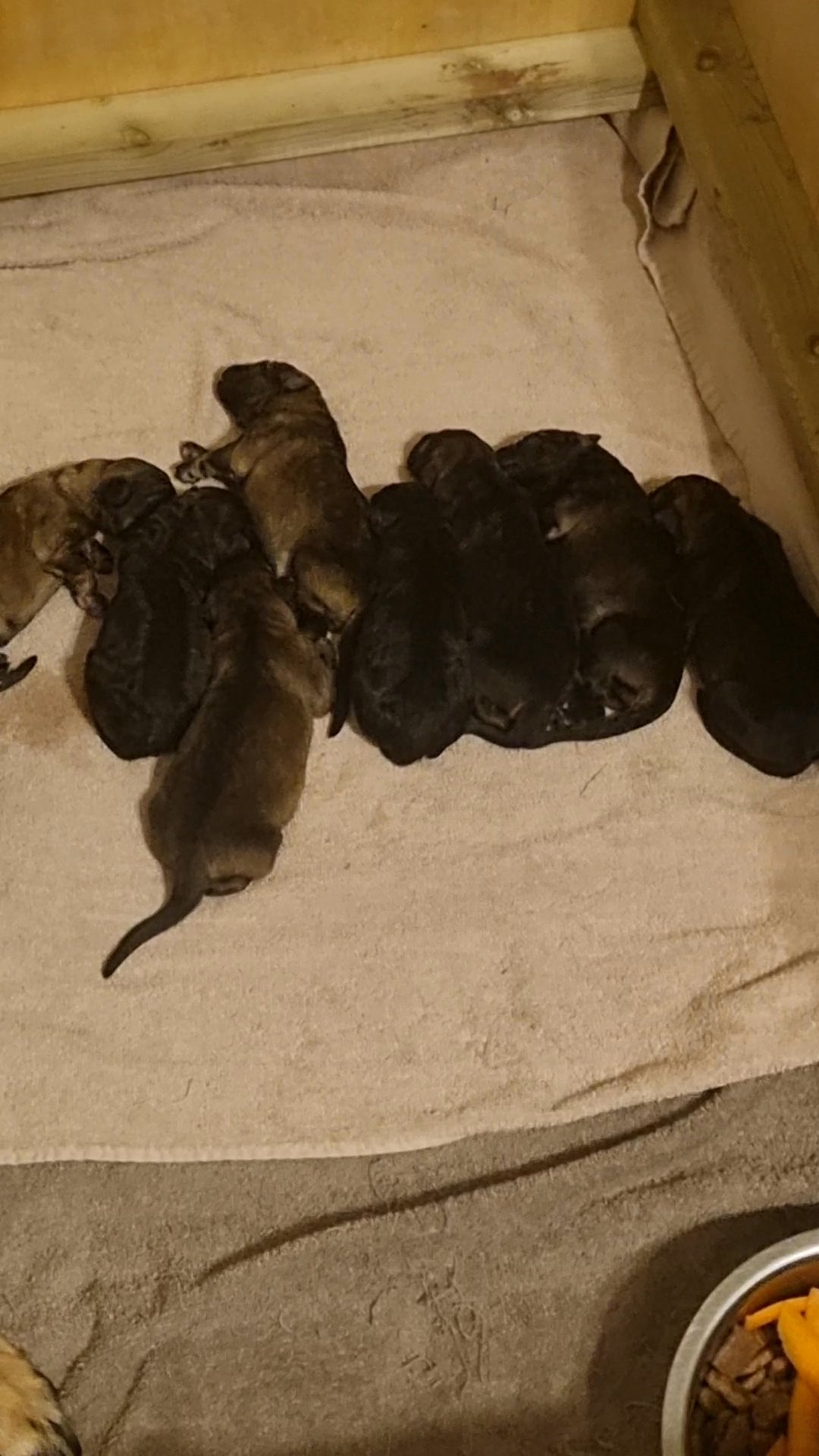 German shepherd puppies in Thurrock