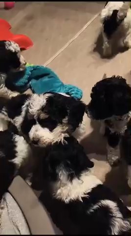 Miniature Parti Poodle Puppies in London
