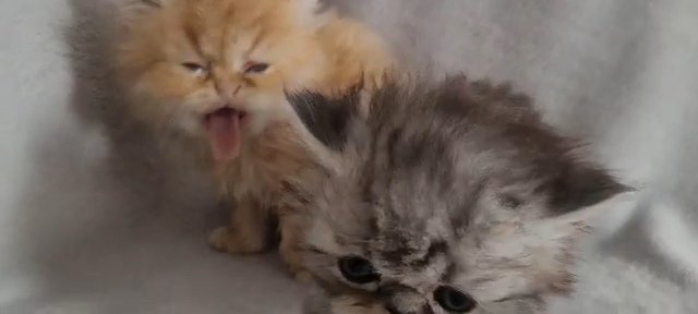 PERSIAN KITTENS FOR SALE GIRLS & BOYS GREY, GINGER, SMOKE, SILVER in Manchester