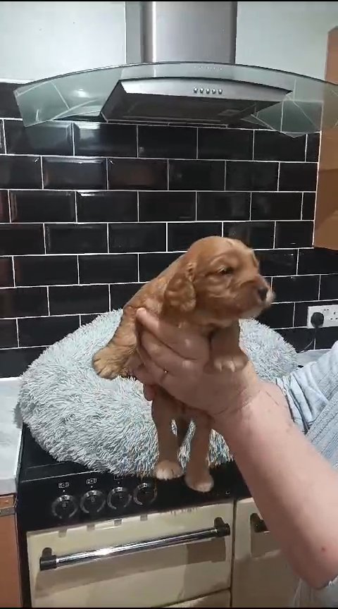 stunning fox red cockerpoo puppies in East Lindsey