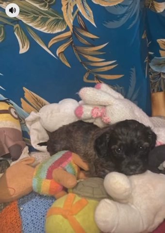 Toy Shihpoo Puppies in Blackpool