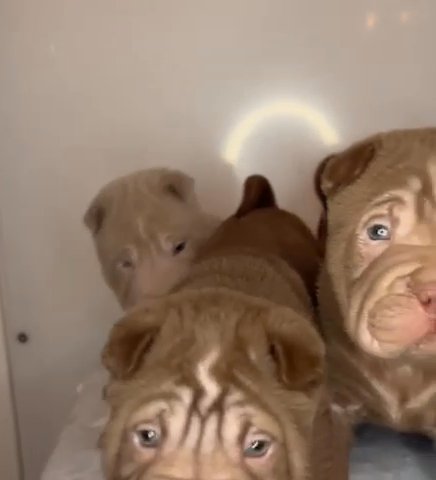 Sharpei Puppies in Birmingham