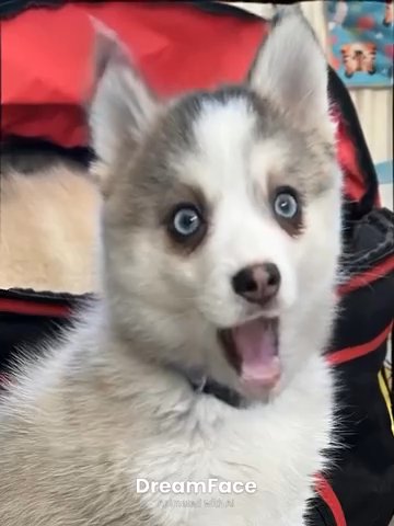 Pomsky in Conwy