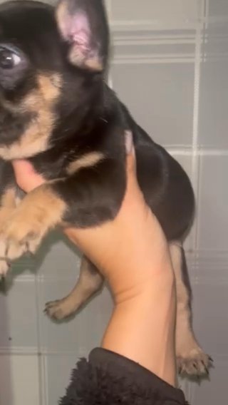 Female Pink Carrier Fluffy Carrier Black Tan in Birmingham