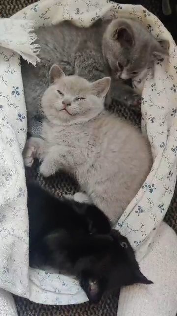 bsh kittens read to go 12th July