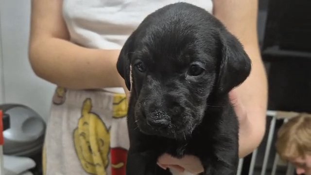 labrador pups in Copeland