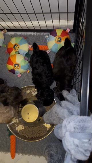 Shih-Poo’s in Barking and Dagenham