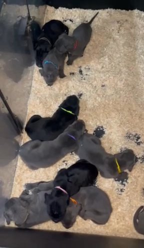 Cane Corso Puppies ICCF Registered in Manchester