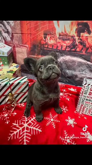 Fluffy Frenchies in London