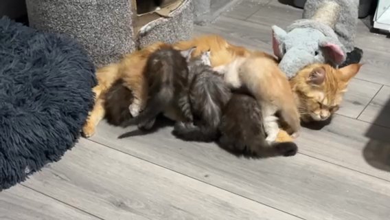 beautiful MaineCoon kittens 3 Grey Girls 2 Boys One White&ginger And Ginger&white in East Staffordshire