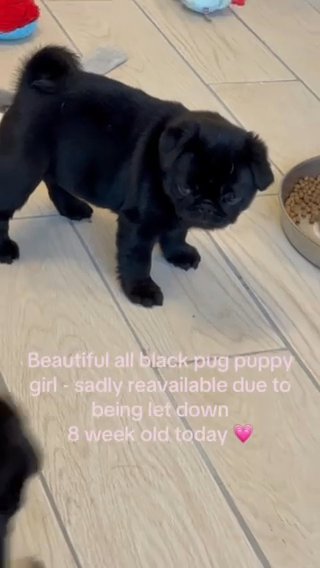 All Black Pug Female in Bury