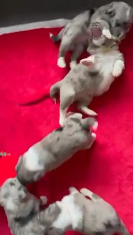 Gorgeous Sprollie puppies