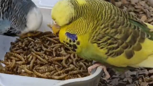 budgies for breeders