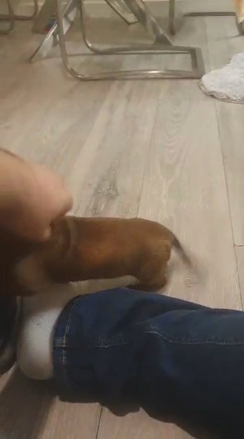 dachound puppy
