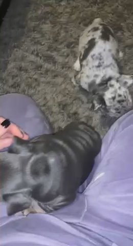 French Bulldogs