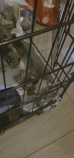 f2 old time english bulldog