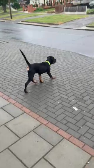 Cane Corso Mix