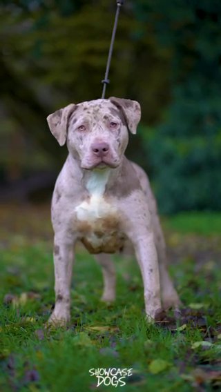 ABKC Reg Lilac Merle Female