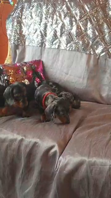 6 miniature dachshund
