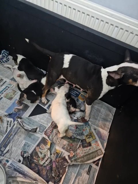 English bullterrier puppies 2 Boys 1 Girl Left Ready Now For There Forever Home