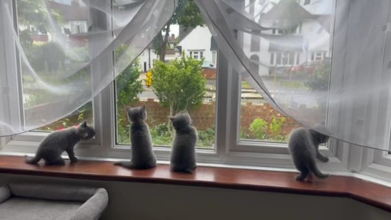 GCCF registered Pure Breed Blue BSH Kittens
