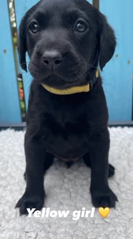 KC Registered Full Pedigree Labradors From Health tested parents
