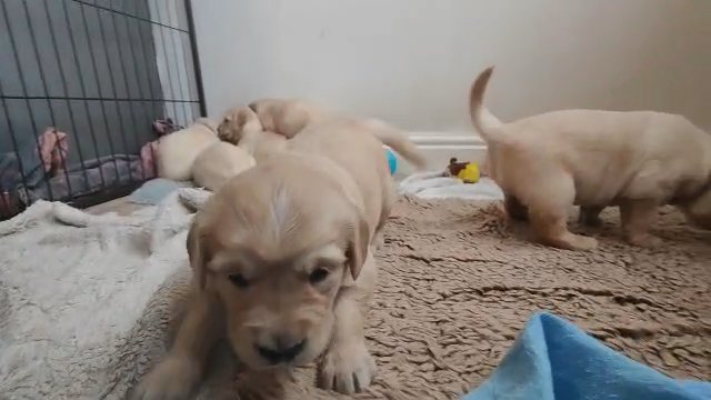 chunky golden retriever puppies