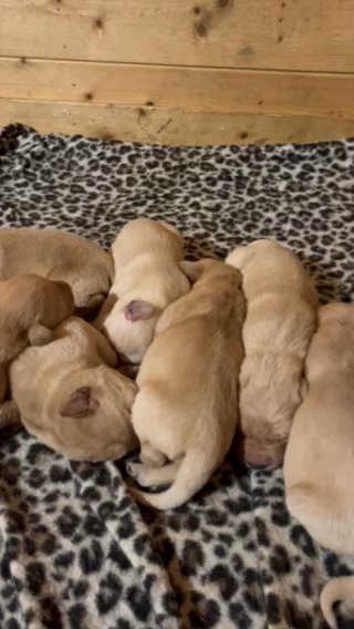 Pedigree Labrador Puppies