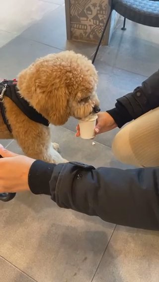 London Cockapoo