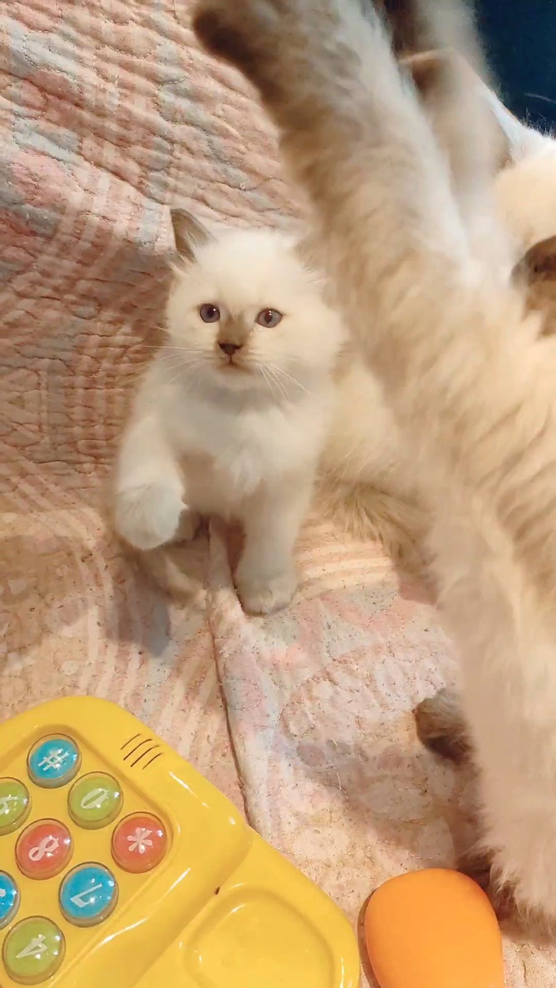 Pedigree Ragdolls