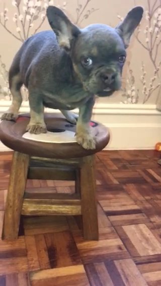 French bulldogs pet price £950 last girl left
