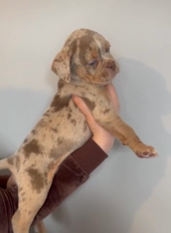 Old English Bulldog Puppies