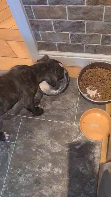 staffy boy