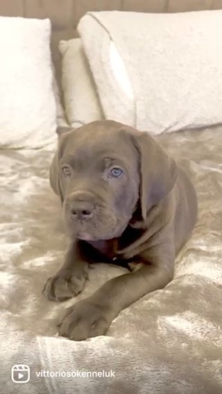 CANE CORSO Blue Male 7 Weeks Old
