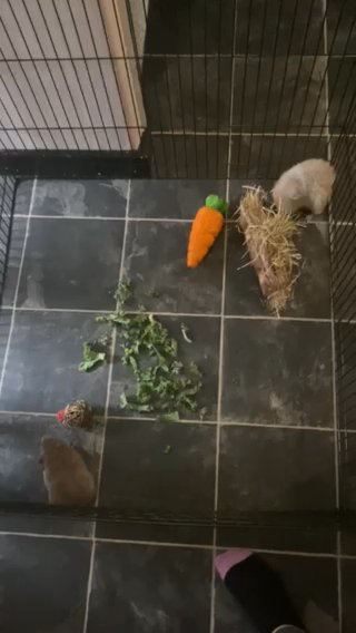 Guinea Pigs For Rehoming