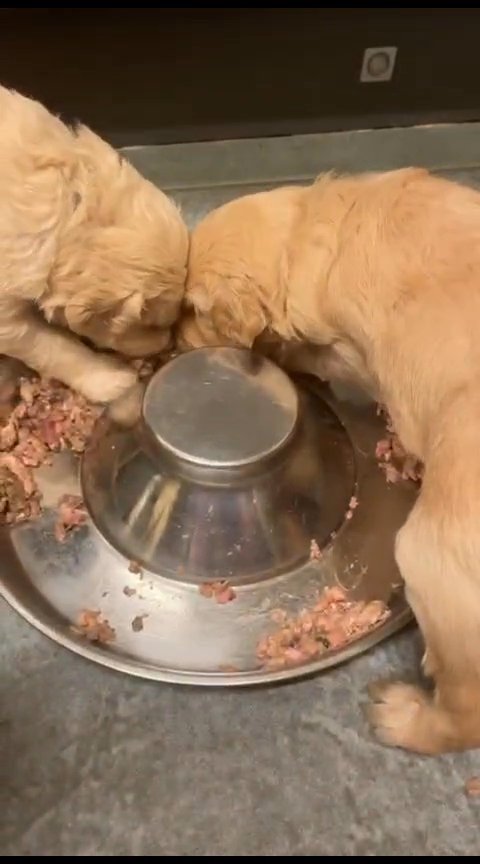 Quality Health Tested F1 Goldendoodles