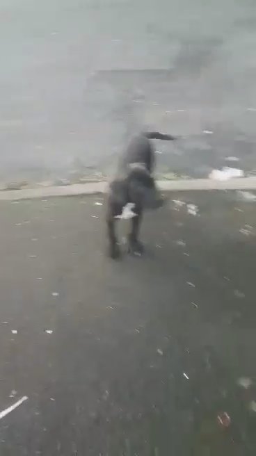 American terrier